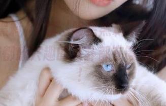下载‘明星黑料苹果版’，连我家猫都感兴趣的八卦都在等着你来探秘！
